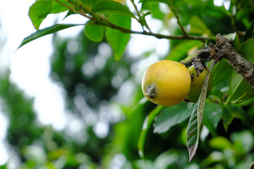 実ったビワの木