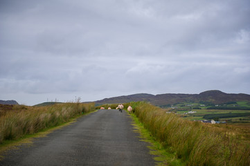Northern Ireland landscape with sheep on the road