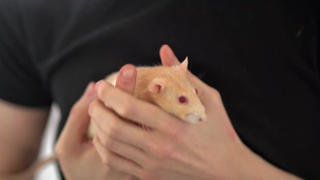 Pet Domesticated Rat Twitching Nose In Owners Hands