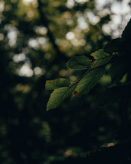 isolated leaves in the wood