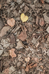 Brown leaves on the ground and one yellow sticking out.