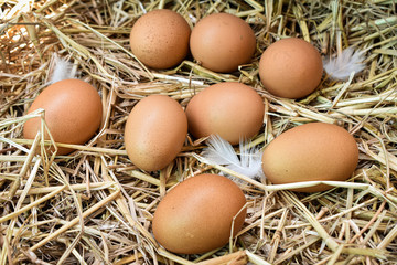 Many eggs in the nest are made from straw. Food obtained from chickens on farms. Healthy products from farmers. Products from rural areas.