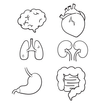hand drawn human internal organs icon set with lungs kidneys stomach intestines brain heart spleen and liver. doodle cartoon