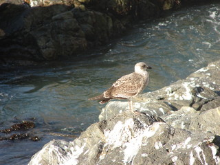 seagull on the rocks