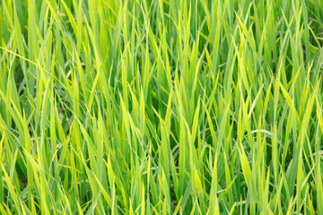 Background of dew drops on bright green background with soft focus. Selected focus.