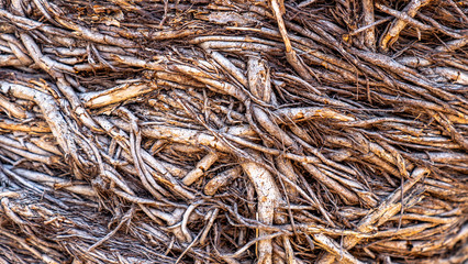 The spreading root system of the old tree on the ground. The variety of shapes in wild nature. Perfect background for the various kinds of collages, illustrations and digital media.