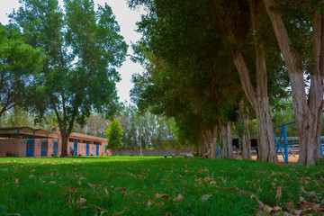 Horse-stable