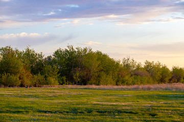 a small cluster of trees during golden hour on a late spring evening on the outskrits of the city of Saskatoon in Saskatchewan, Canada