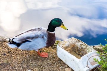 This mallard duck by the pond is about to eat.