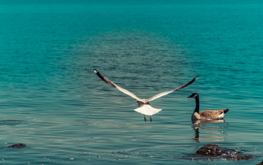 A seagull flying over the lake while a Canada Goose swims 
