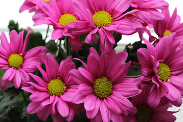 Fototapeta premium Bouquet of pink chrysanthemum