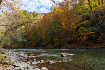 Autumn forest. Clean mountain river in the autumn forest.