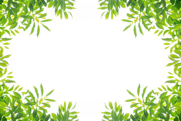 新緑の葉のフレーム