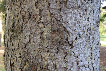 Tree bark. Wood moss. Abstract background. Macro.