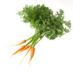 　人参葉　　間引き