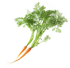 　人参葉　　間引き