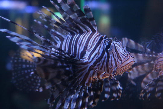 a lionfish underwater