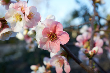 Flowering Quince Blossoms