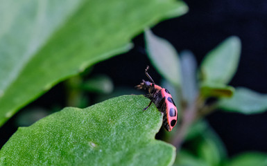 Ladybug