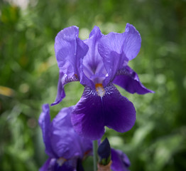 Purple Iris