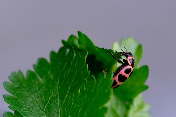 Ladybug