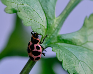 Ladybug