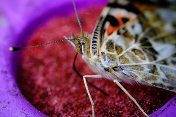 Painted lady butterfly