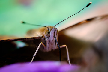 Painted lady butterfly
