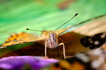 Painted lady butterfly