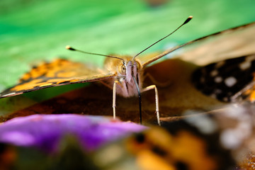 Painted lady butterfly