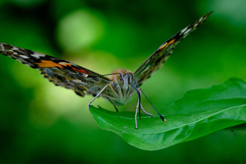 Painted lady butterfly