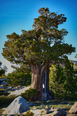 Alpine Cedar
