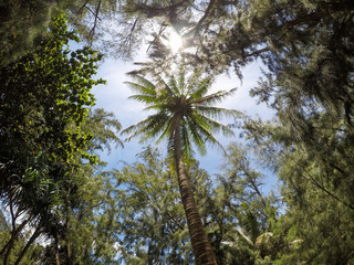 Fototapeta premium palm trees against blue sky