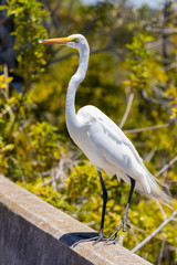 white heron on the water
