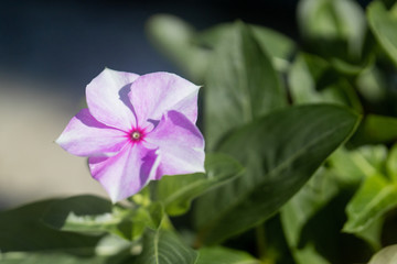 pink flower macro photo