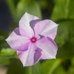 pink flower macro photo