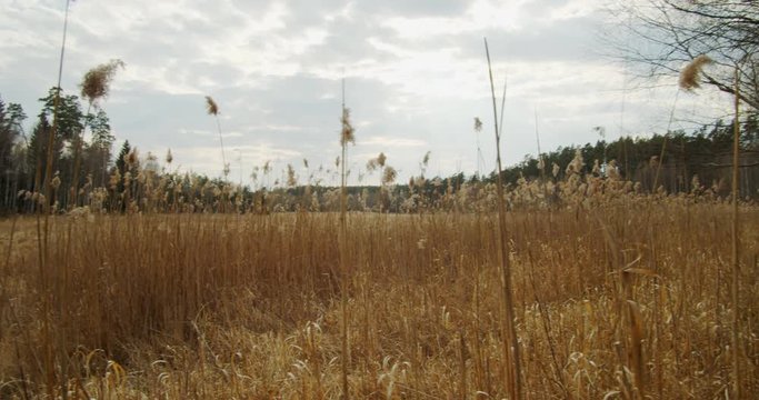 Golden wetlands grass in foreground by meadow and dense green tree forest in background, circle pan
