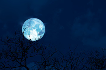 Fototapeta na wymiar Blue moon back silhouette soft cloud dry branck tree on night sky