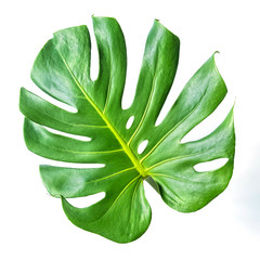 Monstera leaf isolated on white background with clipping path. Summer background concept.