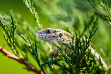 Female Lacerta Agilis Lizard Reptile Animal Macro Close-up Portrait