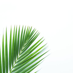 Palm leaf isolated on white background with clipping path. Summer background concept.