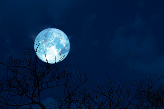 Blue moon back silhouette soft cloud dry branck tree on night sky