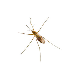 Zika Infected Mosquito Isolated on White, Leishmaniasis, Encephalitis, Yellow Fever, Dengue Disease, Mayaro, Zika, EEEV or EEE Virus Infectious Culex Mosquito Parasite Insect Macro
