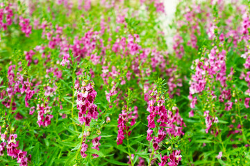 Little Turtle red Flower is Biennial plants that can be released throughout the year