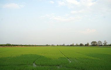 Beautiful green rice field with sky background in the suburb of Bangkok