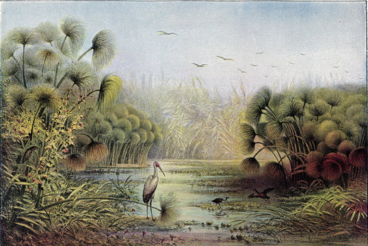 Upper Nile landscape with thicket of papyrus and reeds, vintage illustration.
