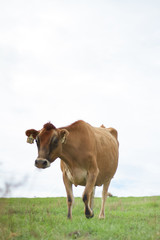 A dairy cow on an organic farm.