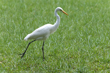 White heron waliking on grasses field in National park.