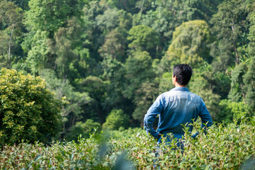 Asian man working in green tea plantation in Chiang-Mai THAILAND,.Agriculture Rural Concept