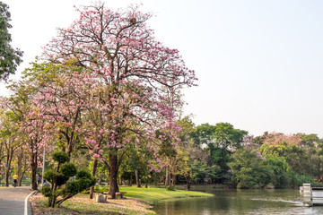 Big tree and pink  blossom beside lake in public park.